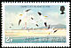Northern Gannet Morus bassanus  1983 Birds 