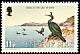 European Shag Gulosus aristotelis  1983 Birds 