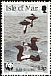 Black Guillemot Cepphus grylle