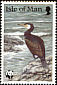 Great Cormorant Phalacrocorax carbo