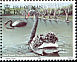 Black Swan Cygnus atratus  1991 Swans 