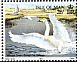 Whooper Swan Cygnus cygnus  1991 Swans 