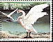 Trumpeter Swan Cygnus buccinator  1991 Swans 