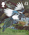 Eurasian Magpie Pica pica