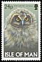 Short-eared Owl Asio flammeus