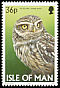 Little Owl Athene noctua  1997 Owls 