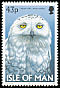 Snowy Owl Bubo scandiacus  1997 Owls 