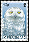 Snowy Owl Bubo scandiacus