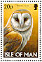 Western Barn Owl  Tyto alba