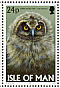 Short-eared Owl  Asio flammeus