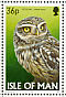 Little Owl Athene noctua