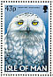 Snowy Owl Bubo scandiacus