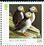 Atlantic Puffin Fratercula arctica