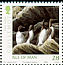 Common Murre Uria aalge  2006 Manx bird atlas 2 strips