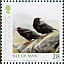 Red-billed Chough Pyrrhocorax pyrrhocorax  2006 Belgica Sheet