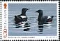 Black Guillemot Cepphus grylle  2017 Coastal birds 