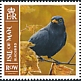 Common Blackbird Turdus merula  2019 Town and country birds 