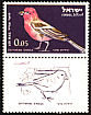Sinai Rosefinch Carpodacus synoicus  1963 Birds 