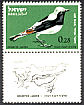 Mourning Wheatear Oenanthe lugens  1963 Birds 