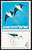 Black-winged Stilt Himantopus himantopus  1975 Protected birds 