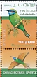 Arabian Green Bee-eater Merops cyanophrys  2019 Birds in Israel 