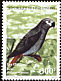 Grey Parrot Psittacus erithacus  1999 Birds 
