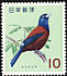 Lidth's Jay Garrulus lidthi  1963 Japanese birds 