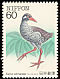 Okinawa Rail Hypotaenidia okinawae  1983 Endangered birds 