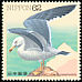Black-tailed Gull Larus crassirostris  1991 Water birds 