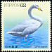 Whooper Swan Cygnus cygnus  1992 Water birds 