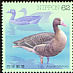 Greater White-fronted Goose Anser albifrons  1993 Water birds 