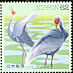 White-naped Crane Antigone vipio