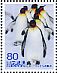 Emperor Penguin Aptenodytes forsteri