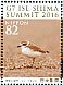 Kentish Plover Anarhynchus alexandrinus