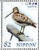 Latham's Snipe Gallinago hardwickii