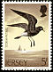 European Storm Petrel Hydrobates pelagicus  1975 Sea birds 