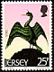 European Shag Gulosus aristotelis  1975 Sea birds 