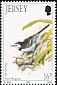 White Wagtail Motacilla alba  1992 Winter birds 