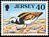 Ruddy Turnstone Arenaria interpres  1998 Seabirds and waders 