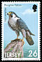 Peregrine Falcon Falco peregrinus  2001 Birds of prey 