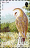 Western Barn Owl Tyto alba  2001 Birds of prey 
