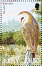 Western Barn Owl Tyto alba  2001 Hafnia 01 