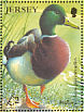 Mallard Anas platyrhynchos  2004 Ducks and swans  MS