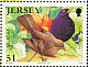 Common Blackbird Turdus merula  2007 Garden birds 