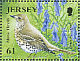 Mistle Thrush Turdus viscivorus  2009 Song birds Sheet
