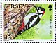Great Spotted Woodpecker Dendrocopos major  2010 Woodland birds Sheet