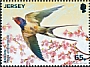 Barn Swallow Hirundo rustica  2019 Birds 