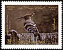 Eurasian Hoopoe Upupa epops  1987 Birds 