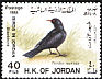 Common Blackbird Turdus merula  1988 Birds 