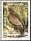 Greater Spotted Eagle Clanga clanga  2003 Birds of prey 